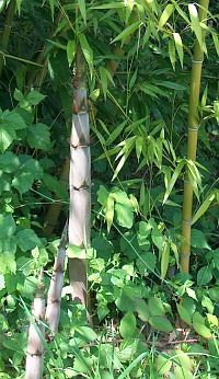 Jungtriebe von Phyllostachys nigra henonis. Foto WS 2007.