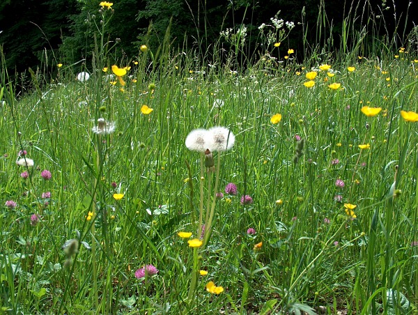 Heuwiese im Mai, Rtimatt 2008.