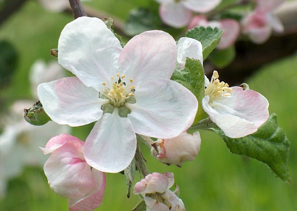 Apfelblüte 2008