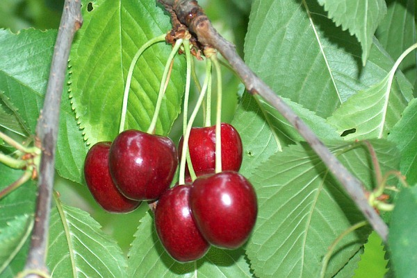 Kirschen unserer Ernte 2008