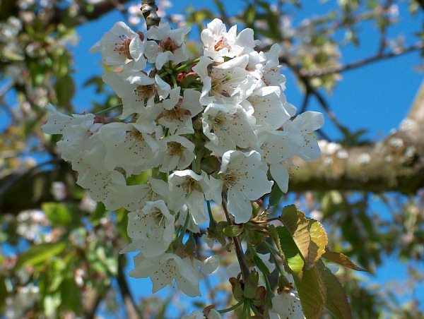 Kirschenblüte 2008