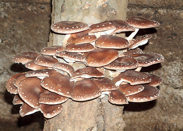 Erste Pilze in der Bohrlochumgebung.