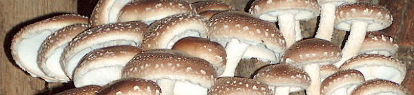 Shiitake Pilze